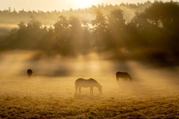 Young Icelandic mares graze on a meadow in Wehrheim near Frankfurt, Germany, on a foggy Tuesday, Sept. 26, 2023. (AP Photo/Michael Probst)