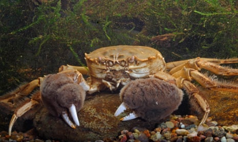Chinese mitten crab