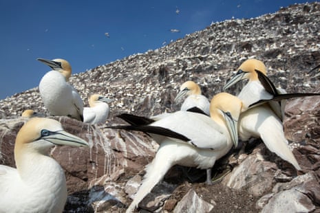 A number of big white seabirds on a rocky guano-covered hillside